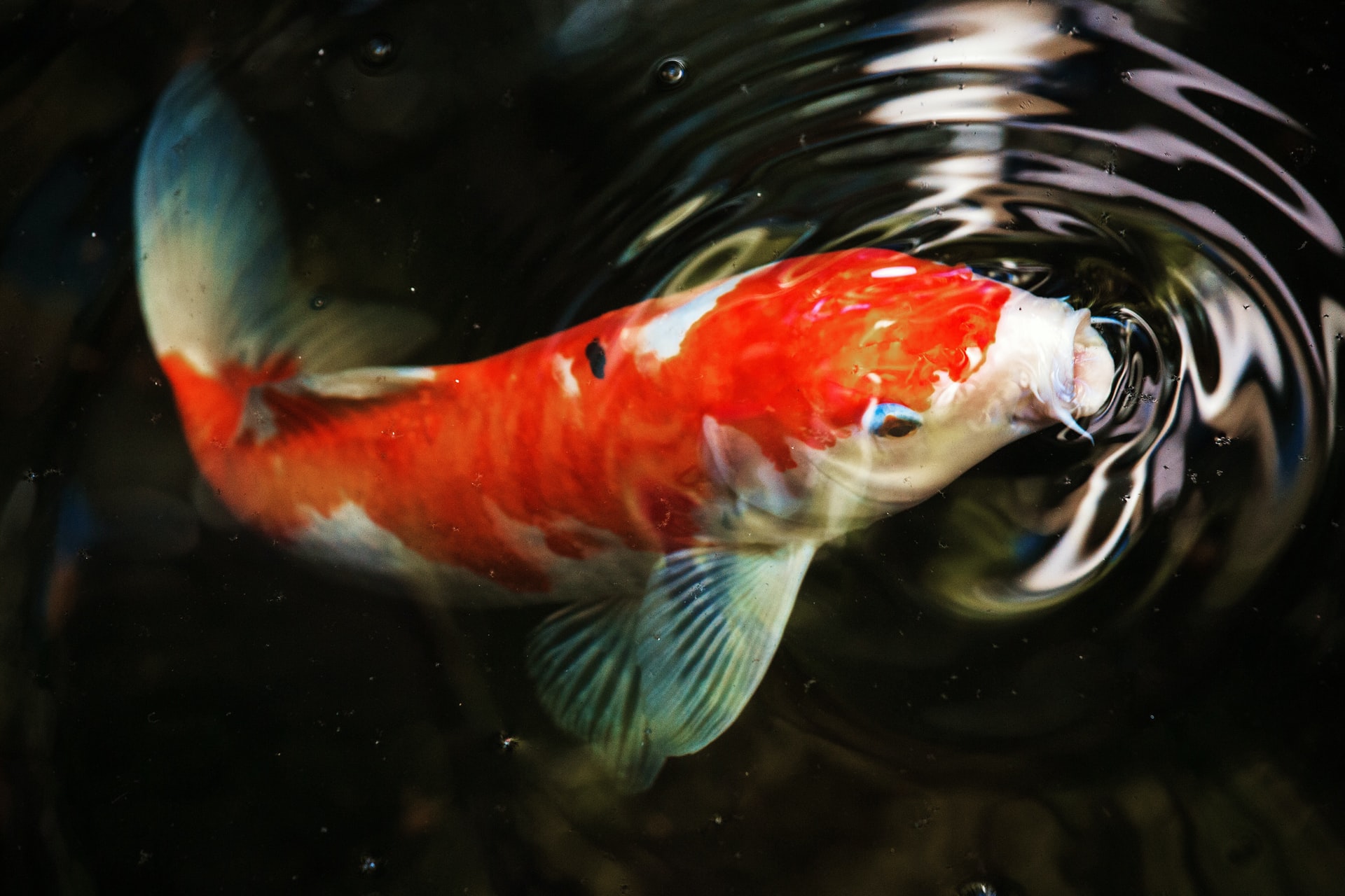 Kohaku koi fish is eating its food in a pond. The koi is predomnantly red with white markings on its fins.