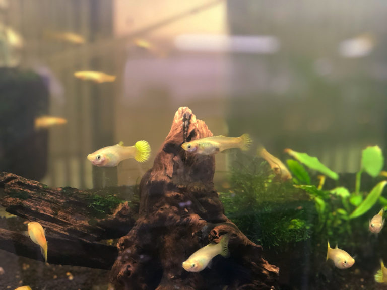 golden guppies are kept in a planted small aquarium