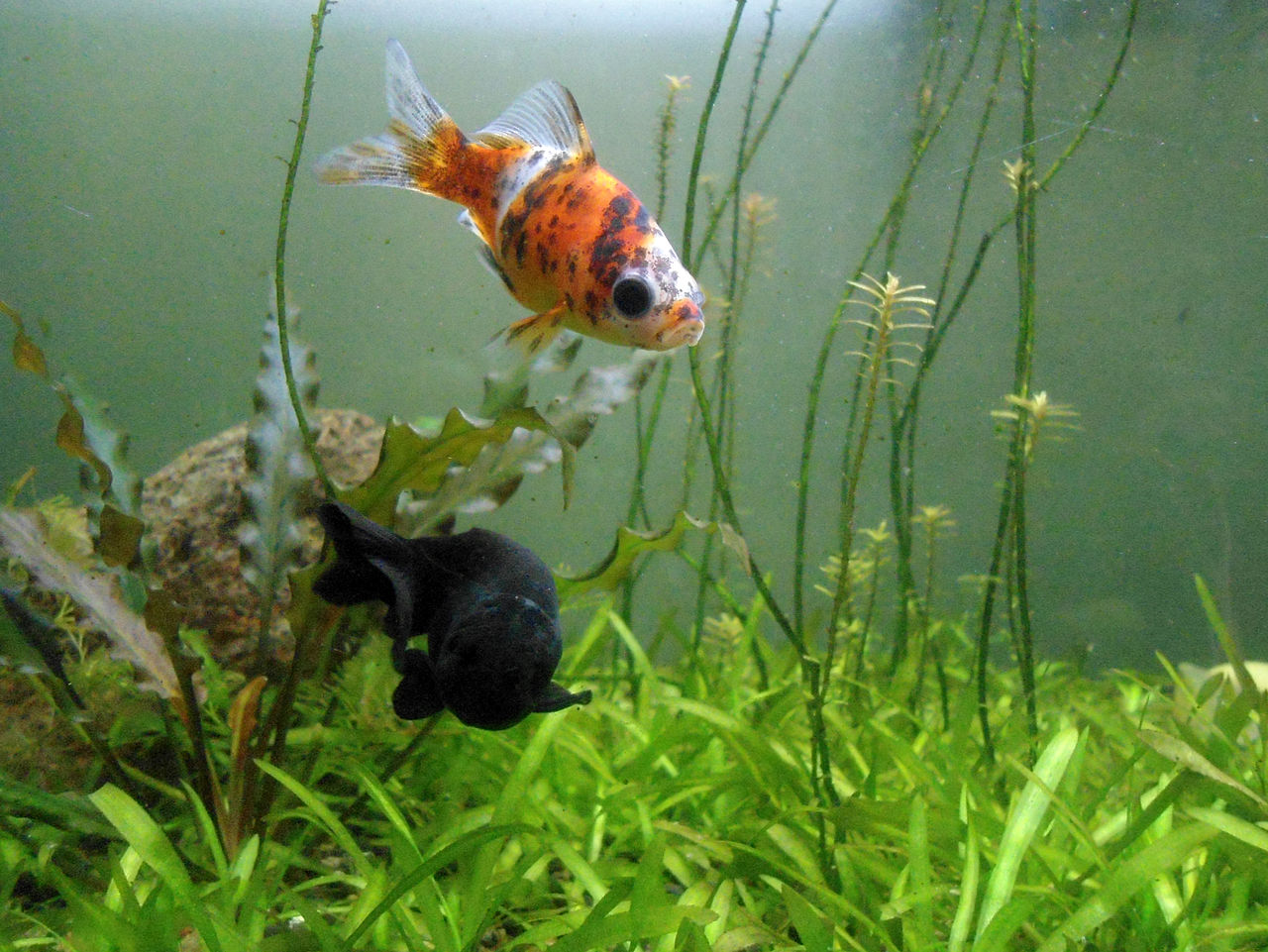 Showing two goldfish one is completely black while the other has black spots.