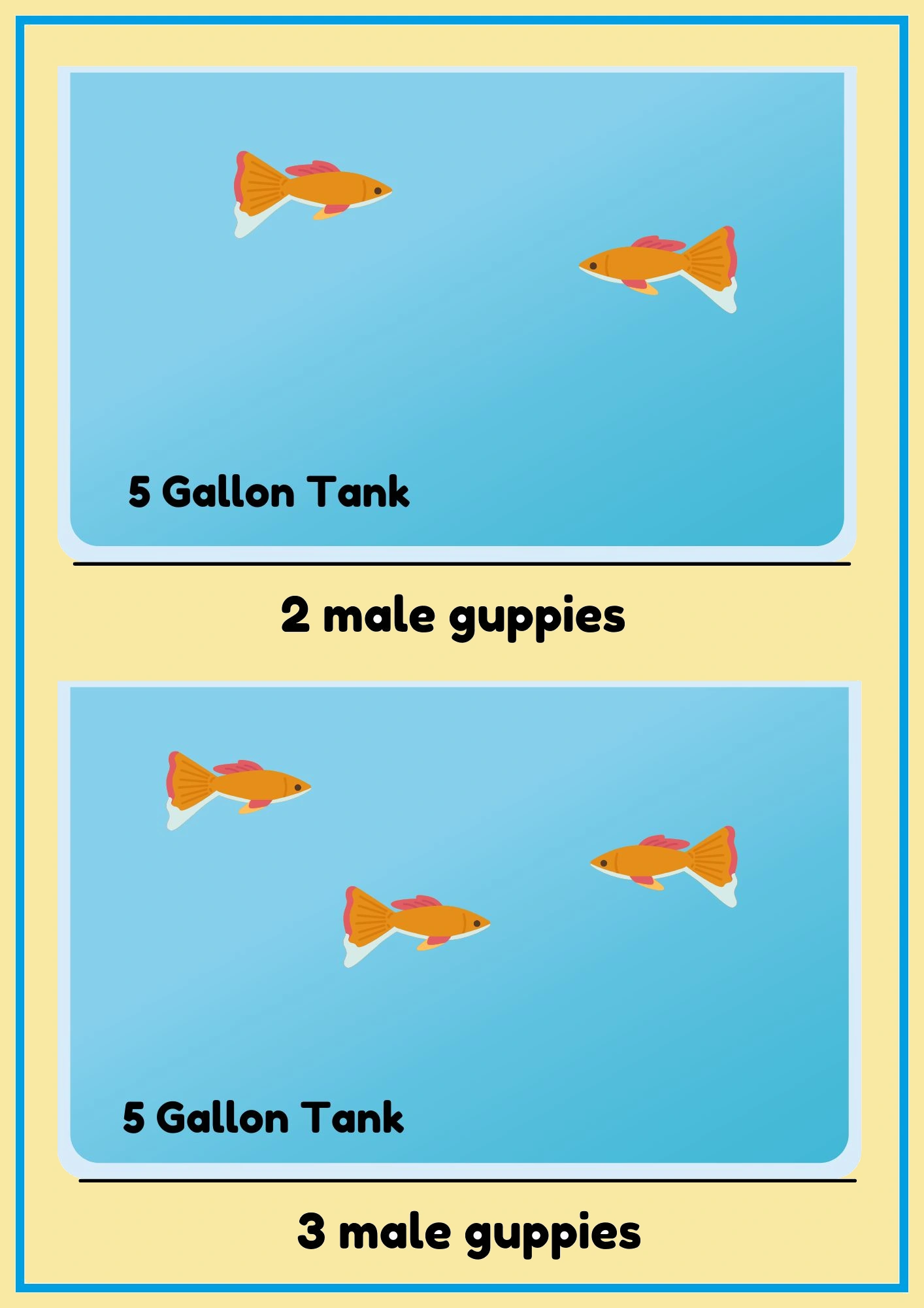 Image showing how many guppies can be kept in a 5 gallon tank. First part of the image shows 2 male guppies in 5 gallon tank and second half of the image shows 3 male guppies in the 5 gallon tank.
