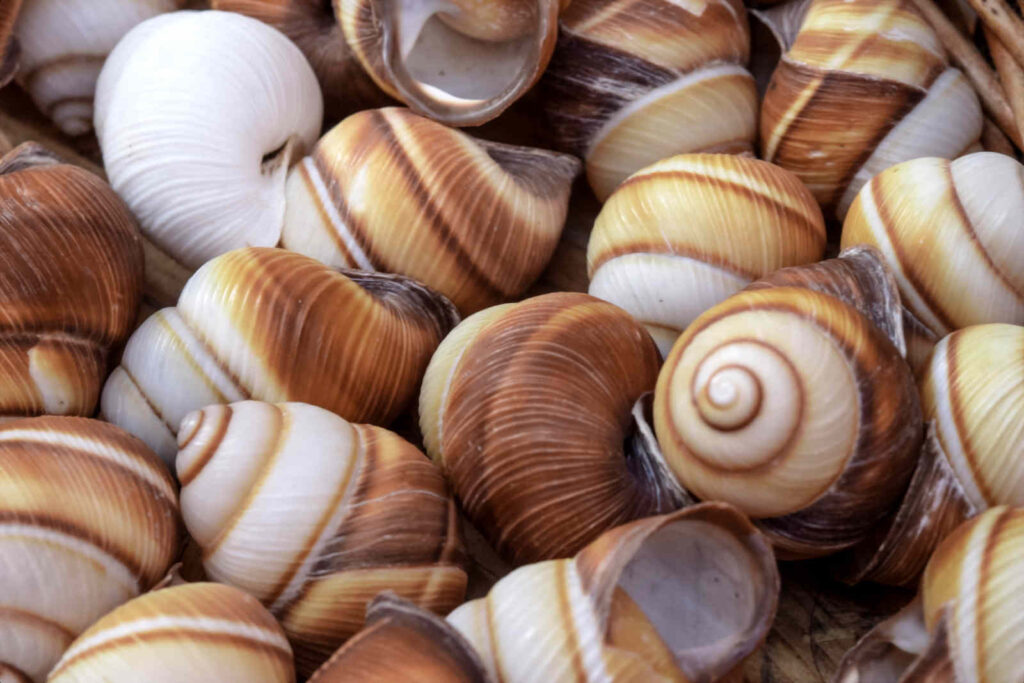 Image showing escargot shells to bought as shelter and dwelling place for neolamprologus multifasciatus.