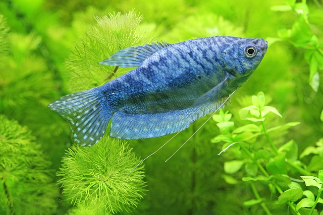 Image sowing blue gourami as a test fish for setting up and cycling the aquarium.