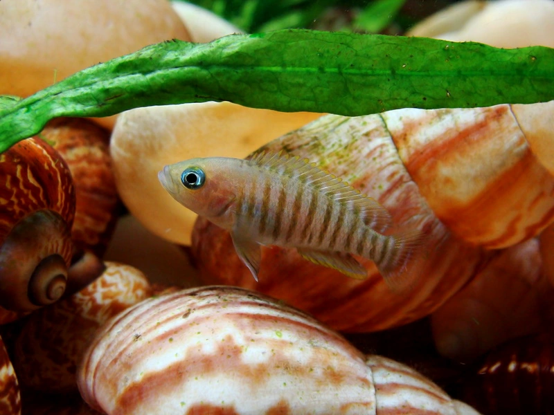 Image showing female neolamprologus multifasciatus in front and shells behind her