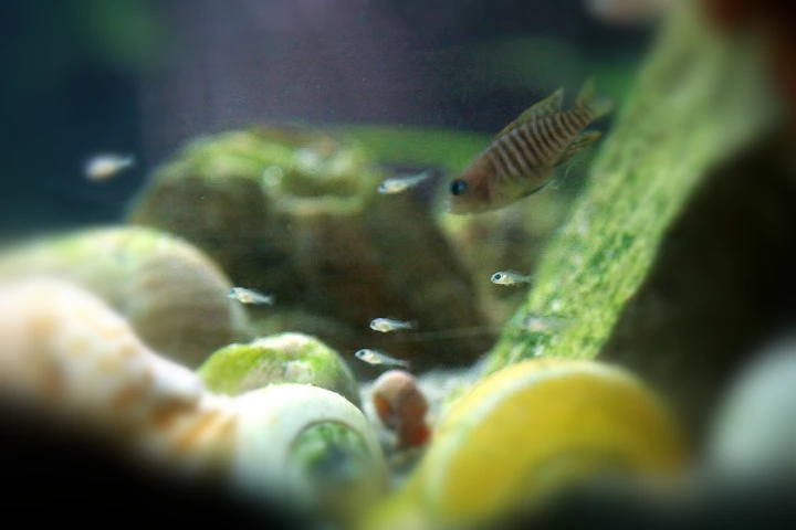 Image depicts newly hatched fries of neolamprologus multifasciatus