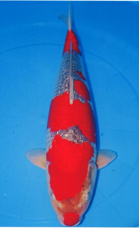 image of ginrin goshiki koi fish.