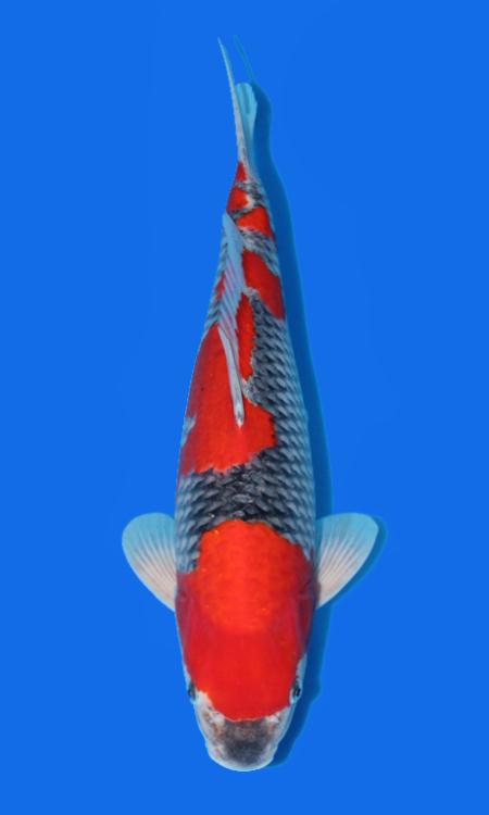 image of goshiki koi fish.