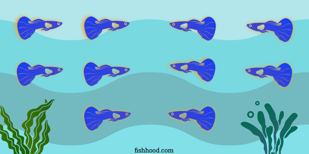 image showing 10 male guppies with blue wave background