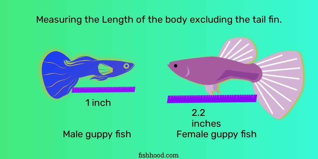 Image showing average body length of a male and a female guppy fish, excluding the tail fin.
