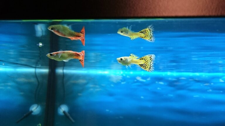 2 matures guppies in an aquarium