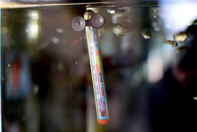 Aquarium thermometer in a guppy tank