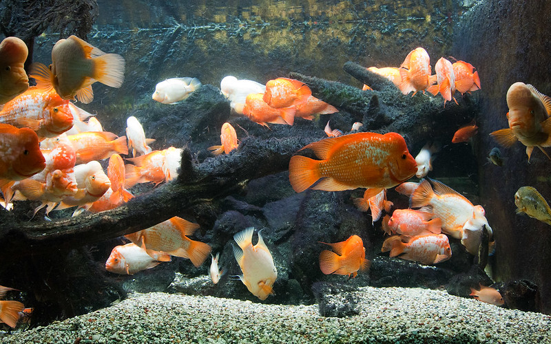 Group of cichlids with nuchal hump on the forehead
