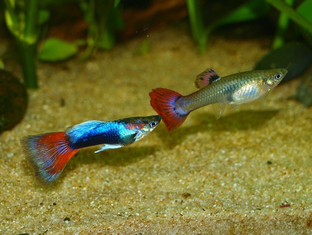 male and female guppy