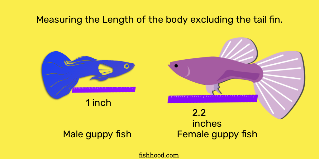 Male and female guppies average size