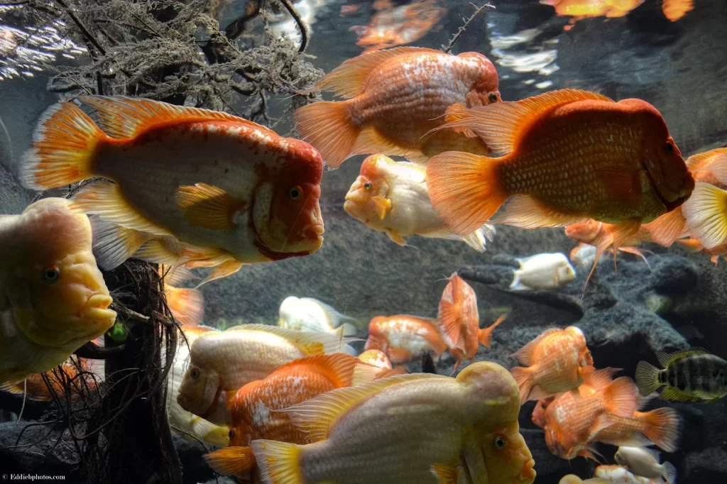 Group of midas cichlids with nuchal hump