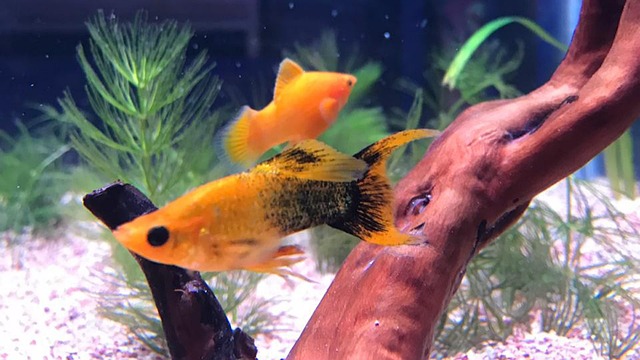 Molly fish in an aquarium