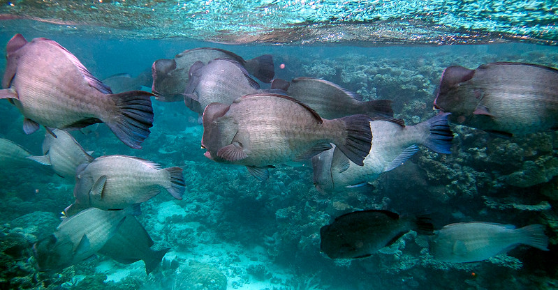 School of Humphead Parrotfish swimming