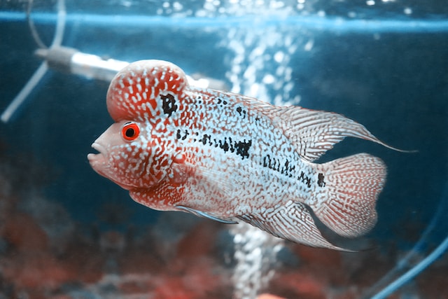 male Flowerhorn with larger nuchal hump