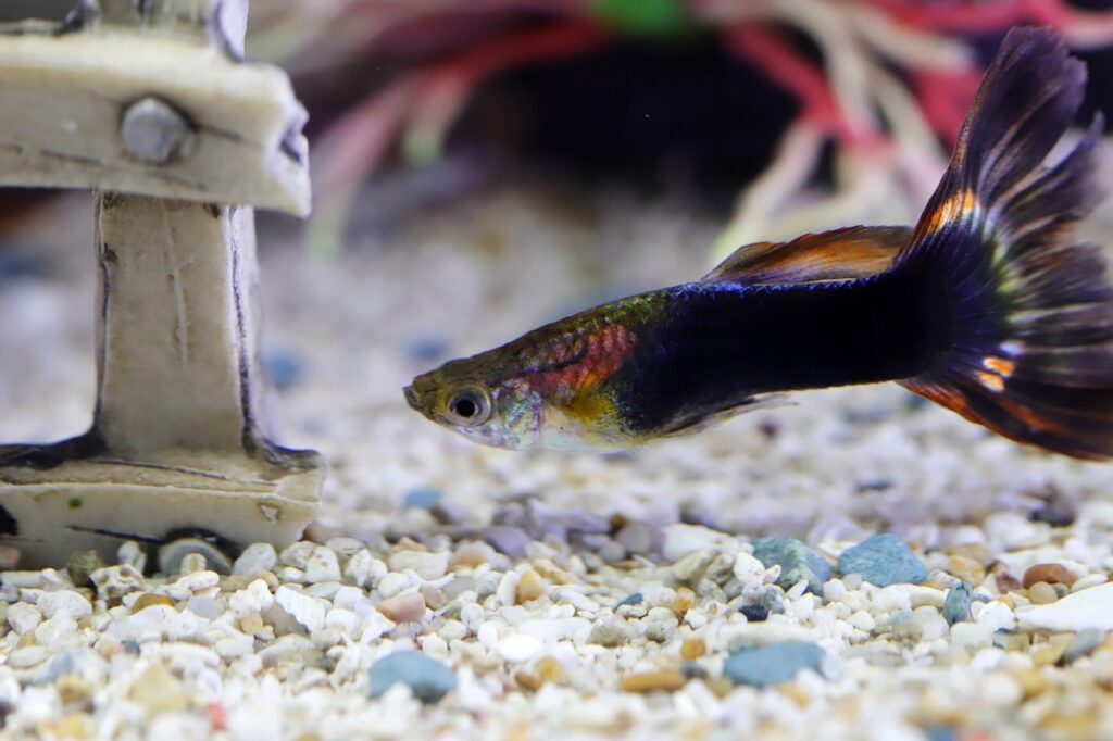 Guppy fish near the substrate