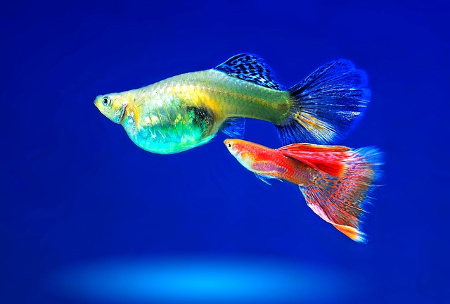 Beautiful red male guppy with a female