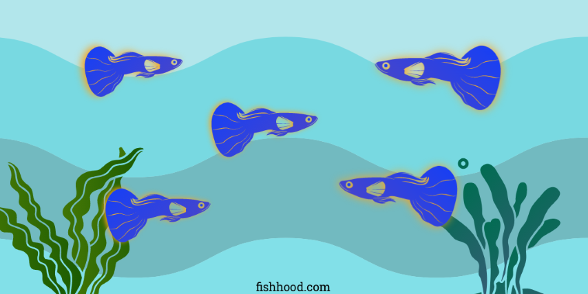 Illustration of 5 Male Guppies for a 5 Gallon Tank