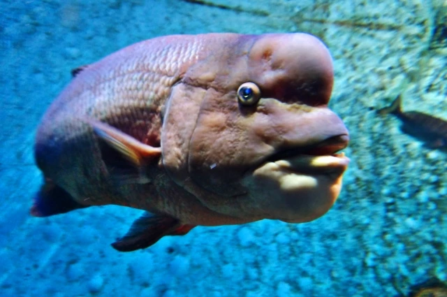Asian sheepshead wrasse swimming with a big nuchal hump on its forehead