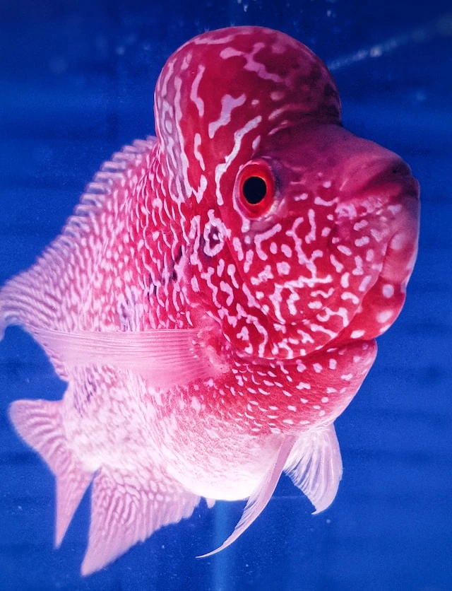 Beautiful red flowerhorn with nuchal hump