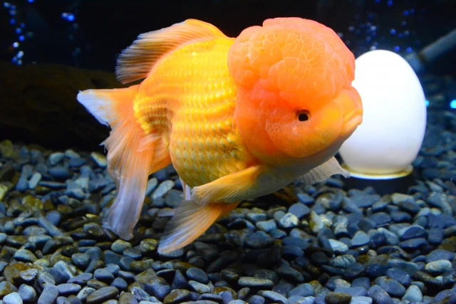 Goldfish variety with nuchal hump