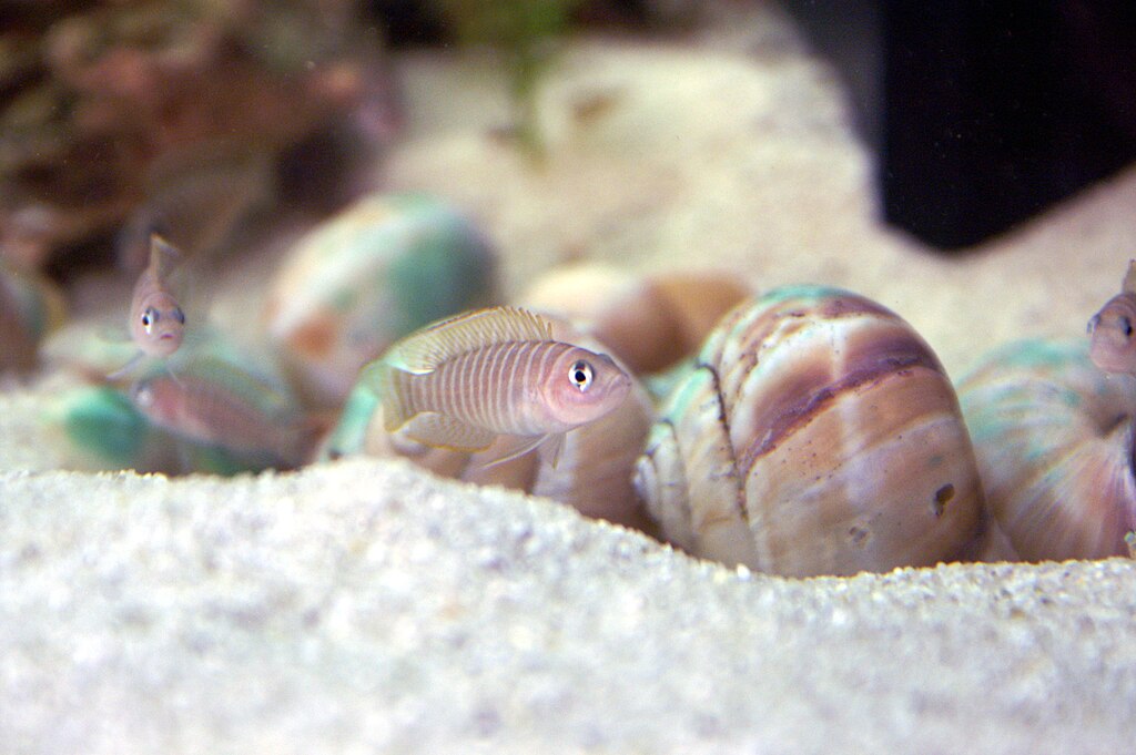 Neolamprologus similis in an aquarium