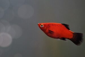 red Platy Fish with black fins